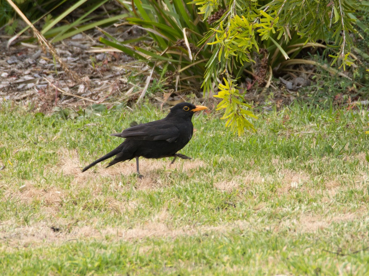 Дрізд чорний - ML647505038