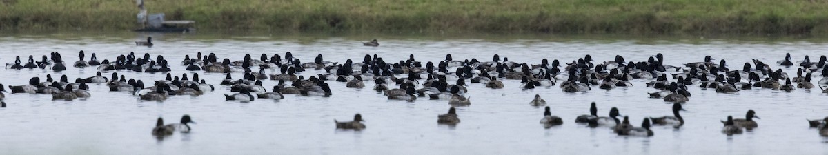 Чернь американська - ML647505039