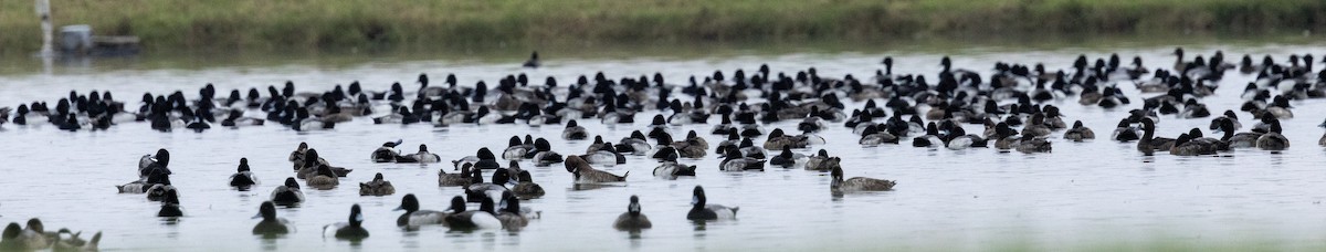 コスズガモ - ML647505040