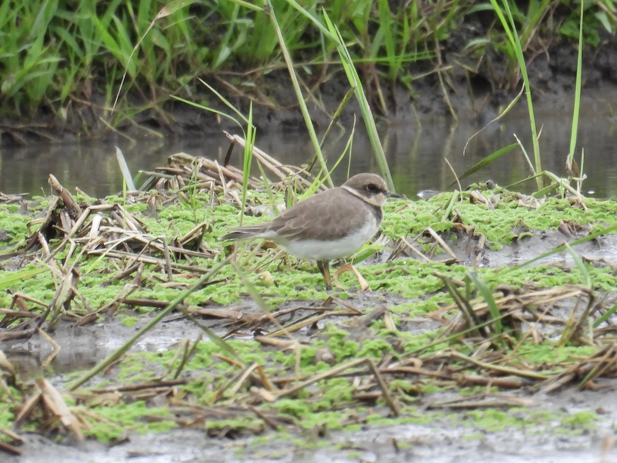 Little Ringed Plover - ML647505059