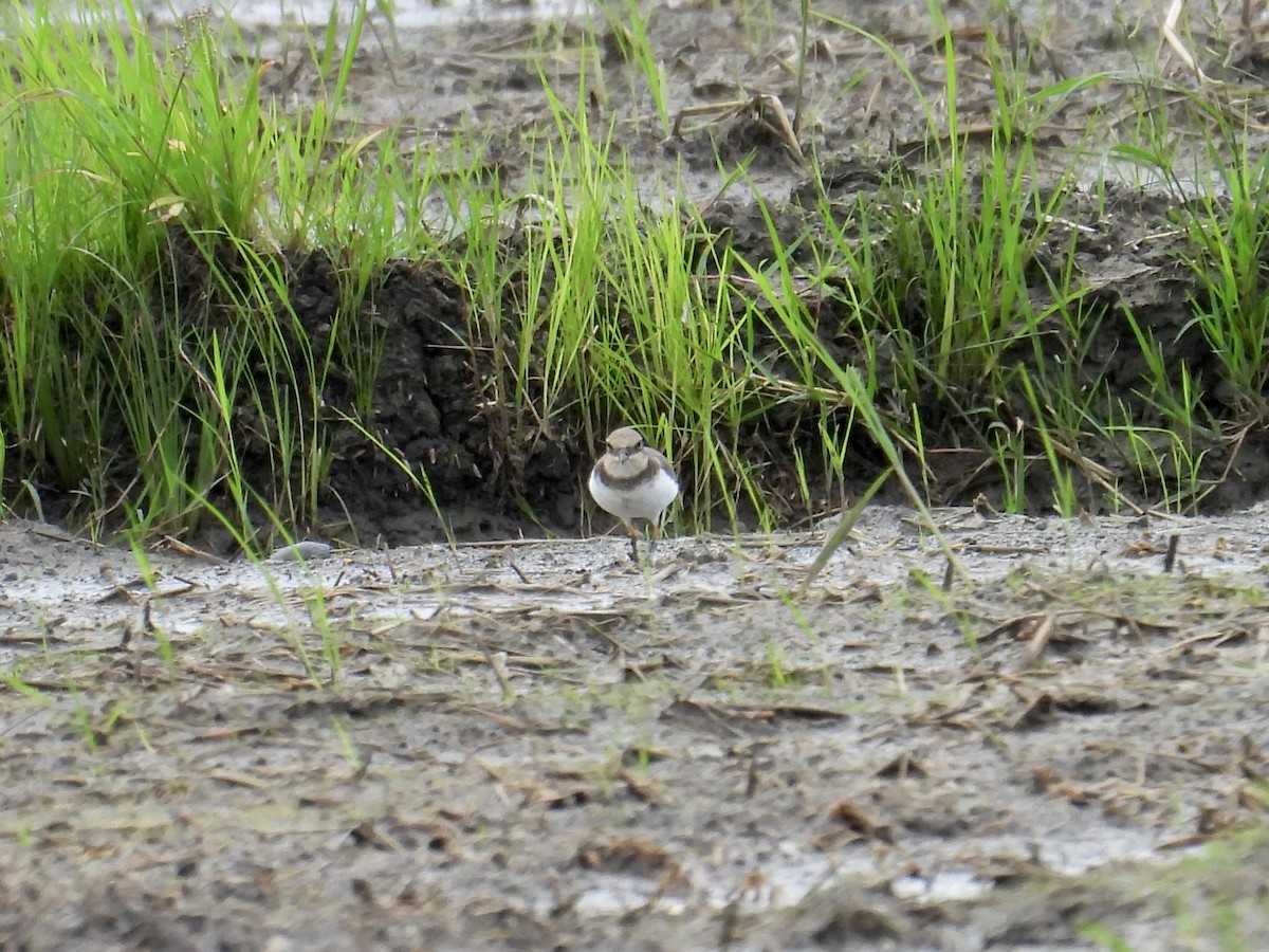 Little Ringed Plover - ML647505060
