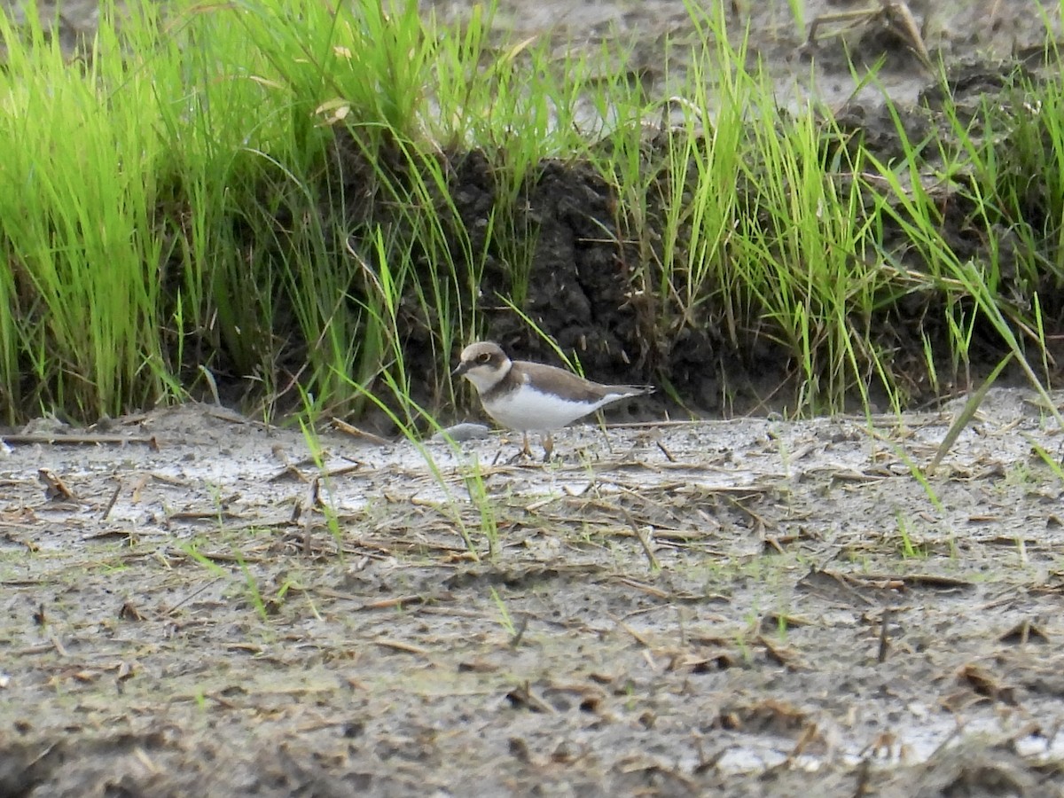 Little Ringed Plover - ML647505061