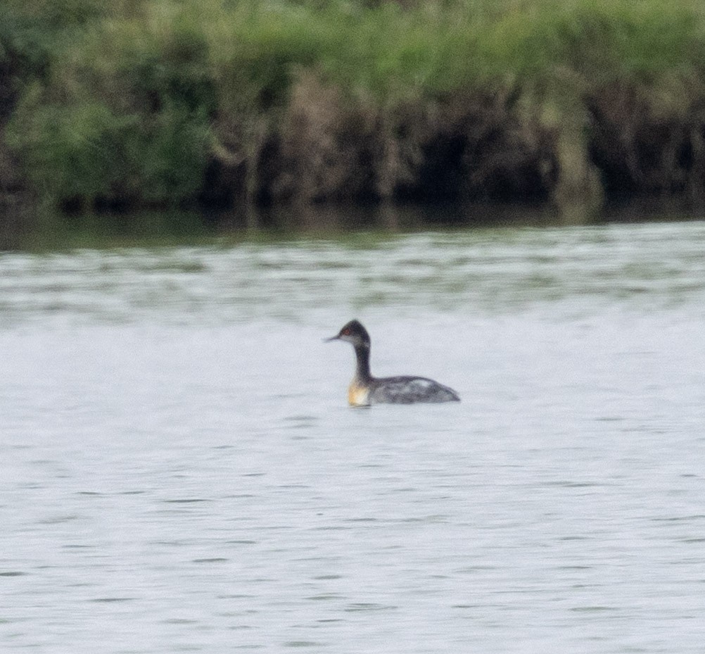 Eared Grebe - ML647505067