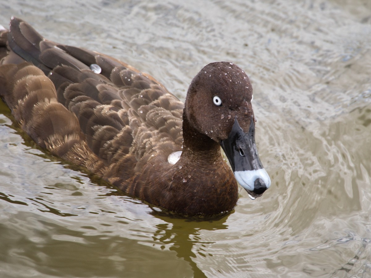 Hardhead - ML647505068