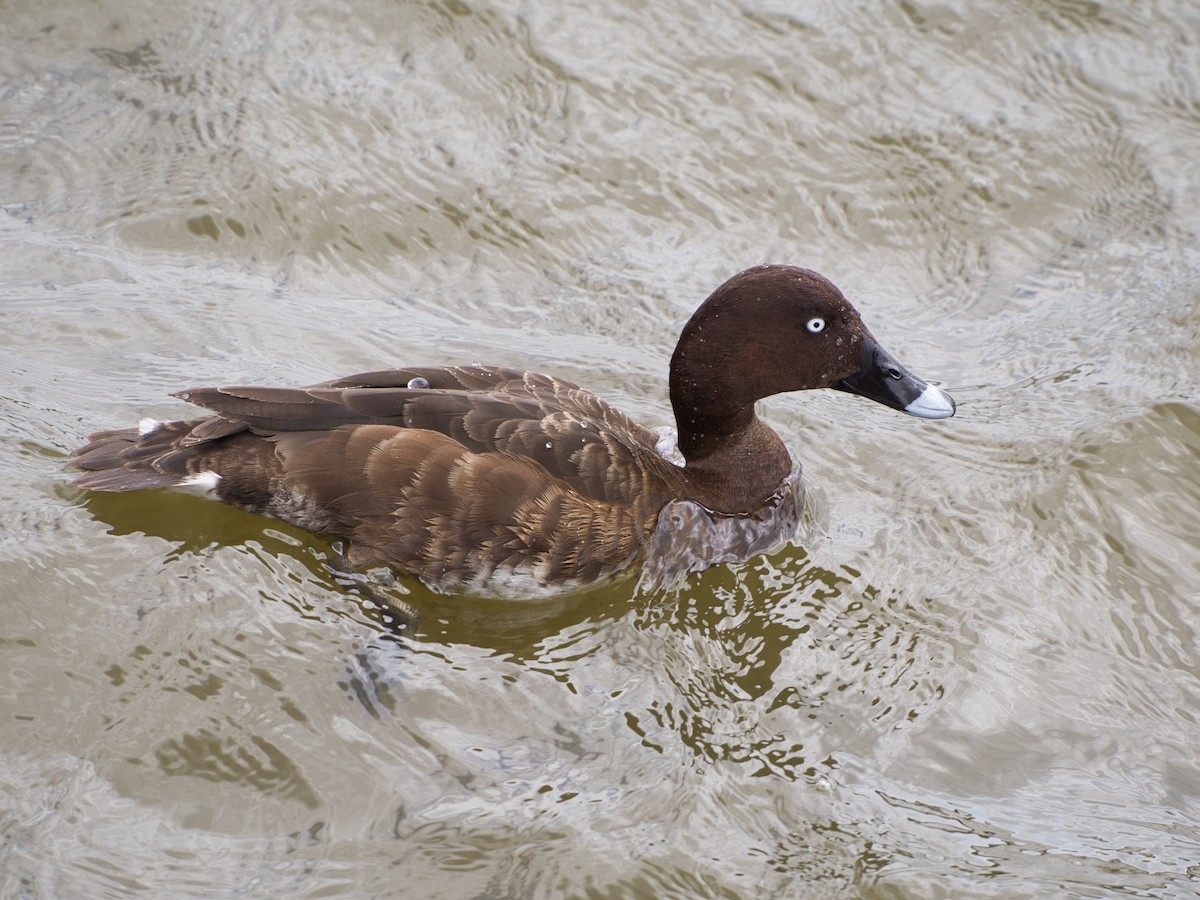 Hardhead - ML647505069