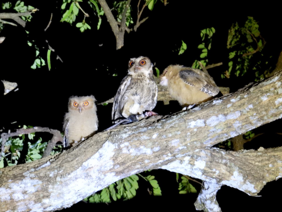 Philippine Scops-Owl - ML647505110