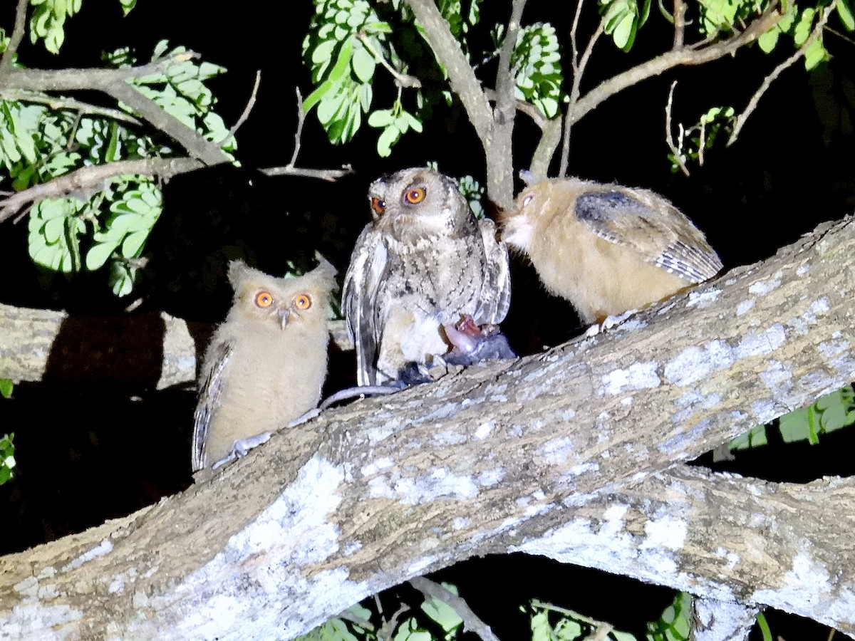 Philippine Scops-Owl - ML647505111