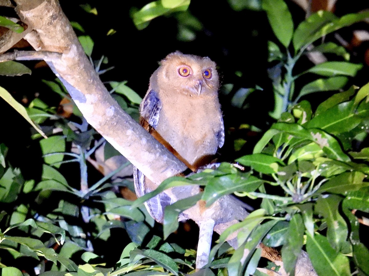 Philippine Scops-Owl - ML647505112
