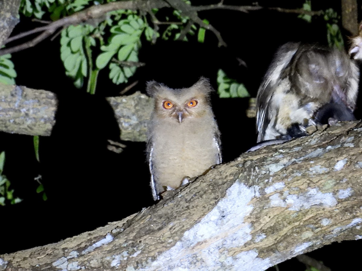 Philippine Scops-Owl - ML647505113