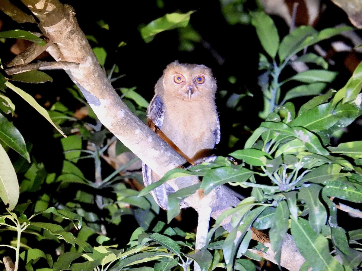 Philippine Scops-Owl - ML647505114