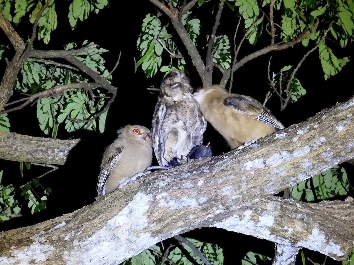 Philippine Scops-Owl - ML647505115