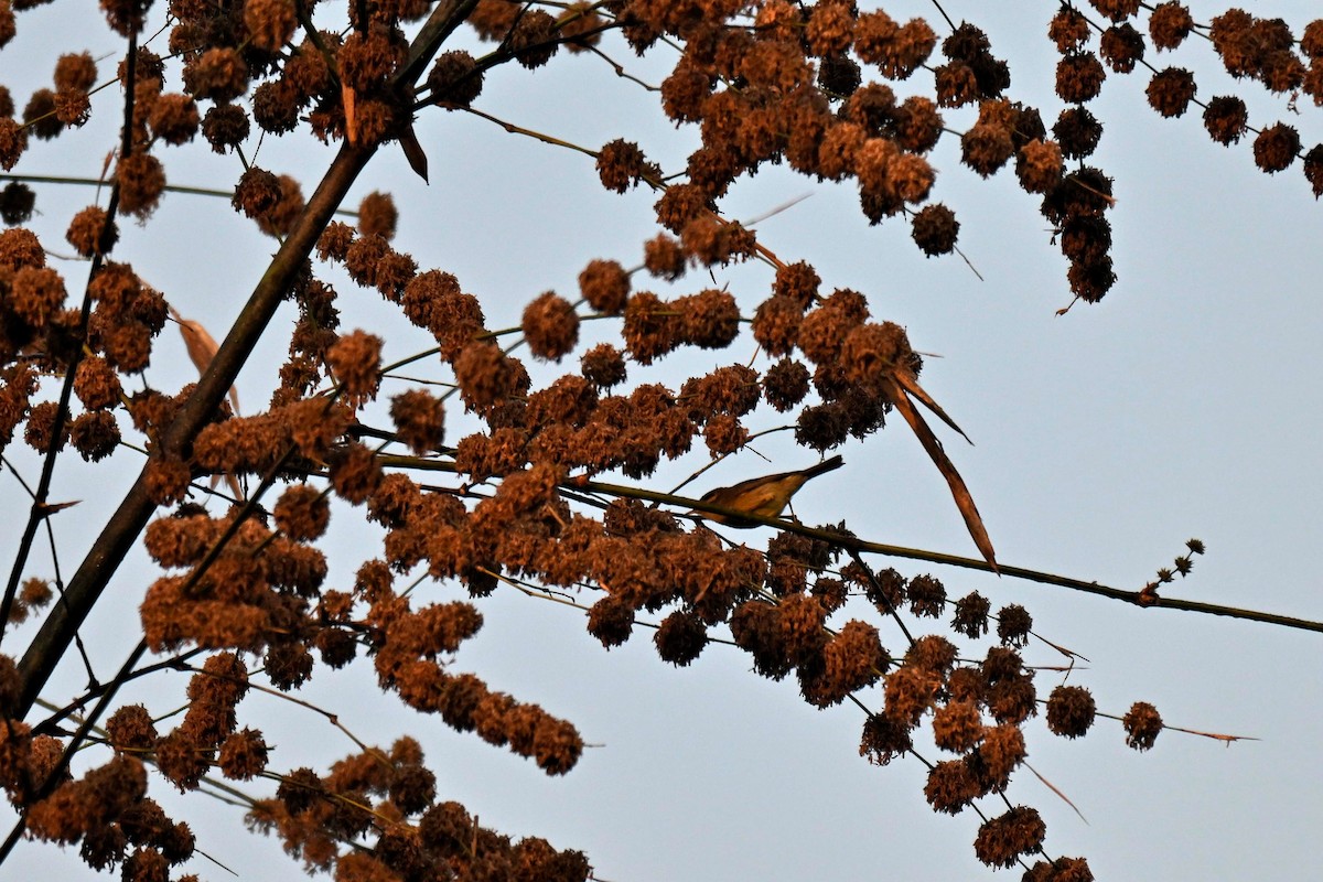 Tickell Çıvgını - ML647505119