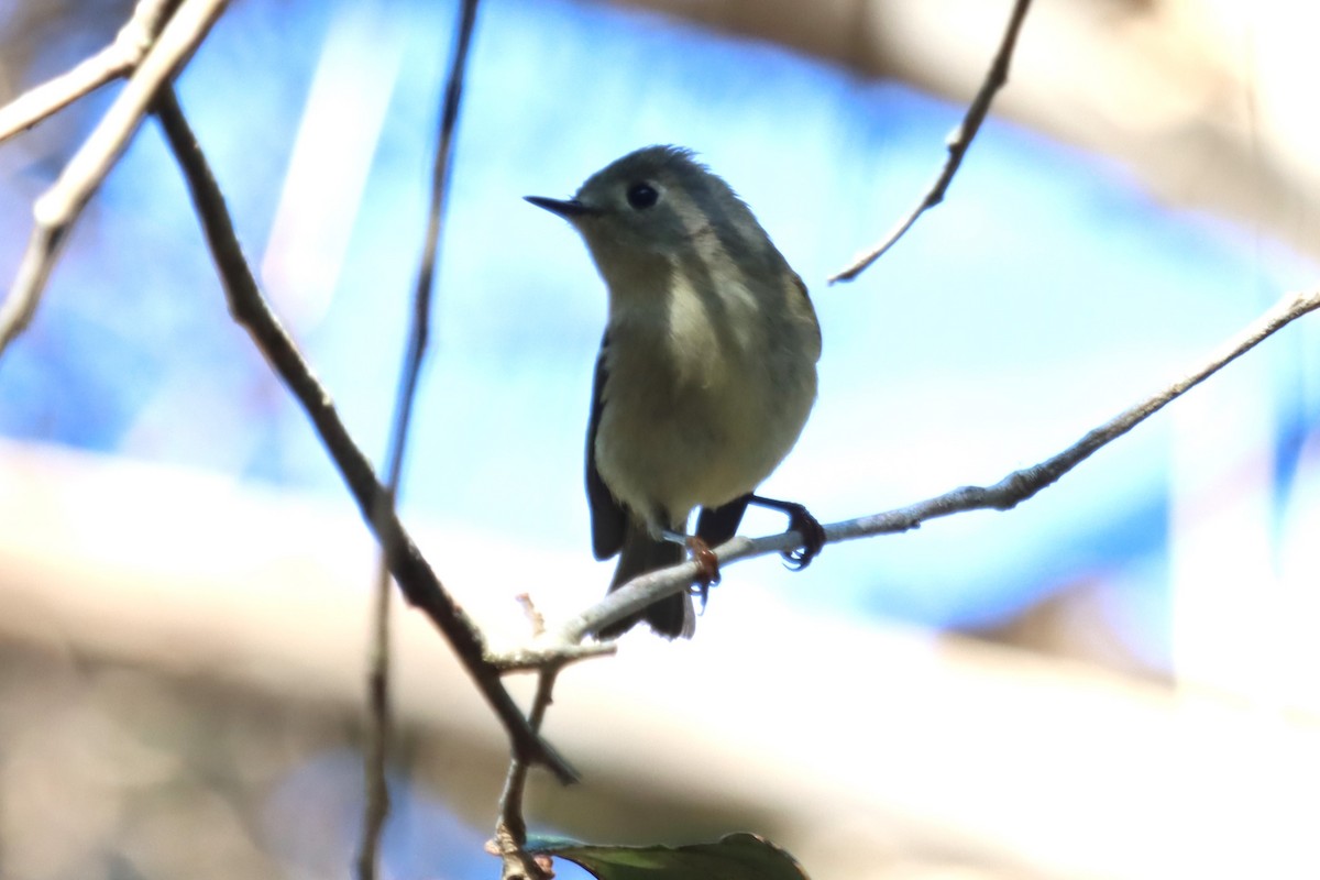 Ruby-crowned Kinglet - ML647505120