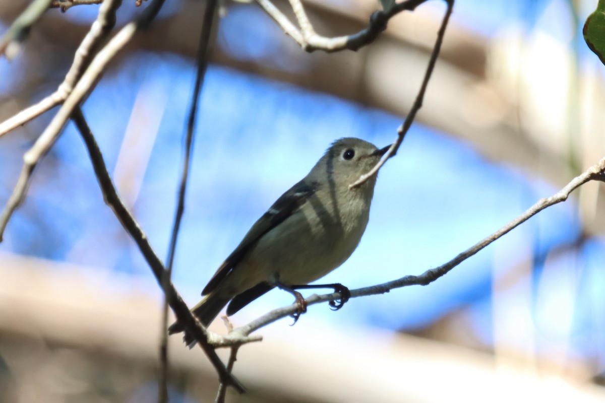 Ruby-crowned Kinglet - ML647505124