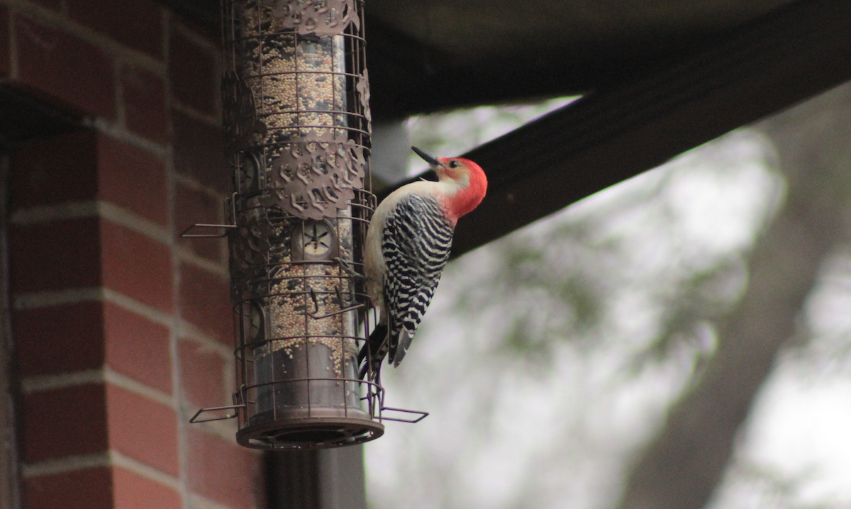 datel karolínský - ML647505138