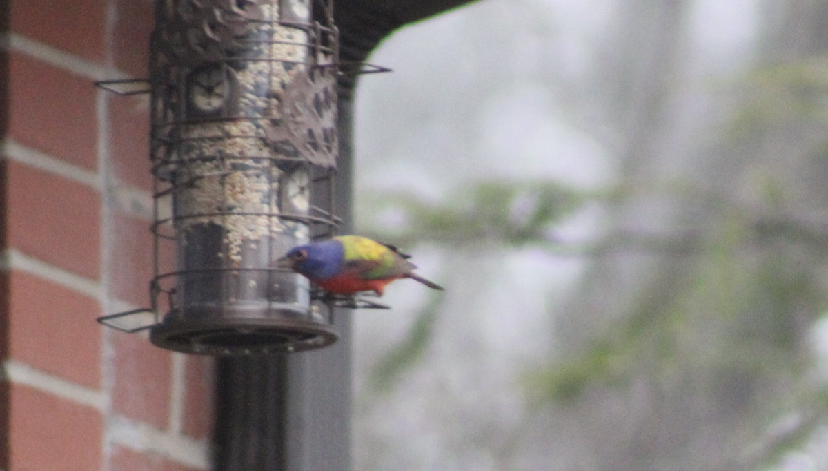 papežík zelenohřbetý - ML647505145