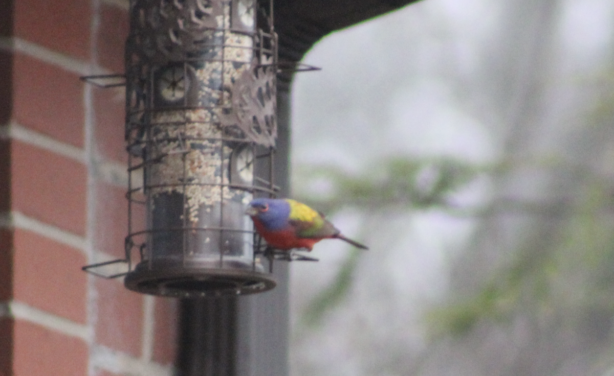 papežík zelenohřbetý - ML647505146