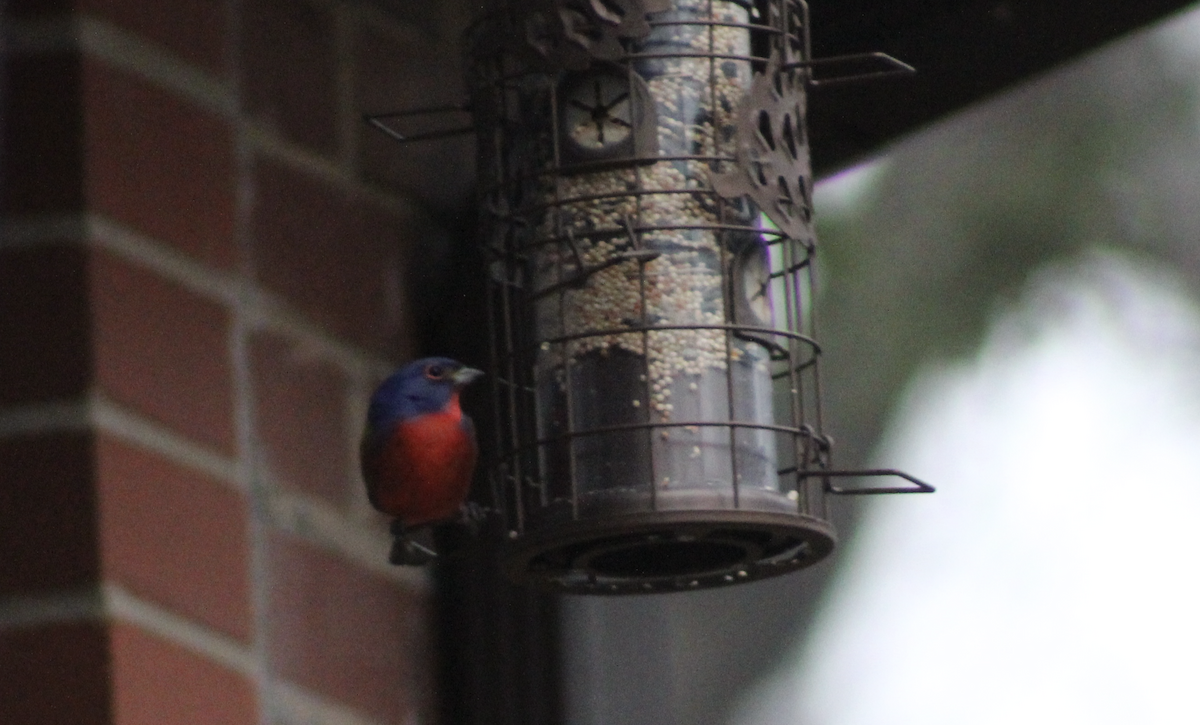 papežík zelenohřbetý - ML647505147