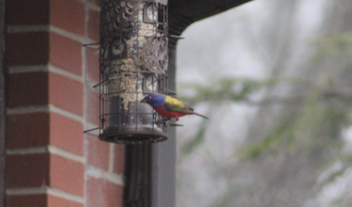 papežík zelenohřbetý - ML647505149