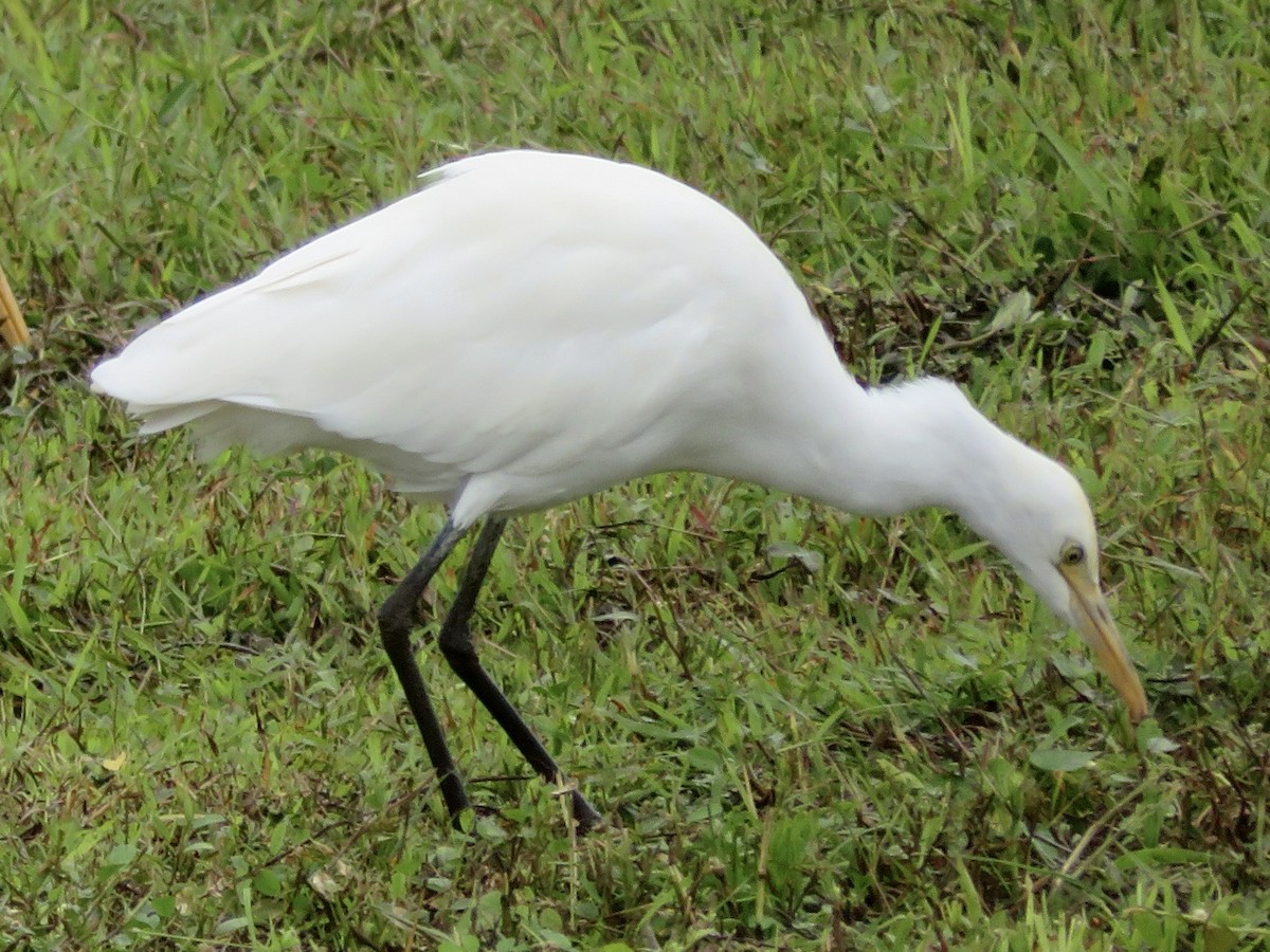 Eastern Cattle-Egret - ML647505153