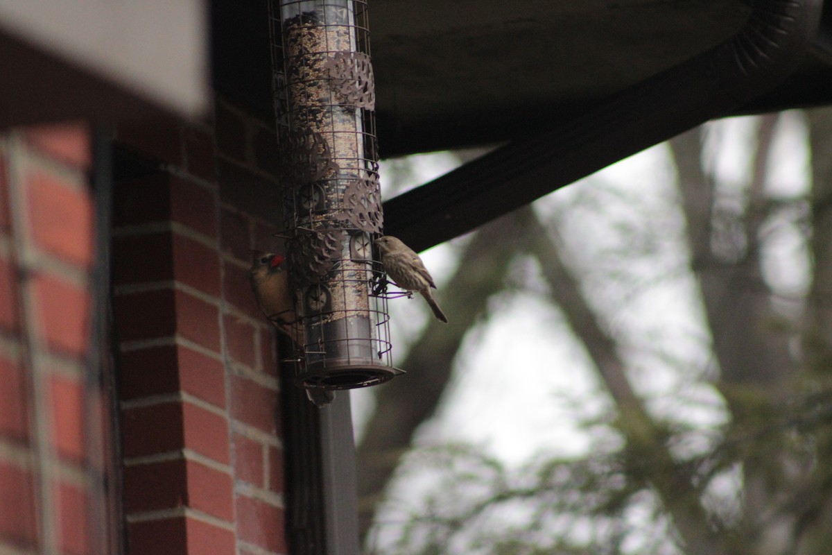 hýl rudoprsý - ML647505155