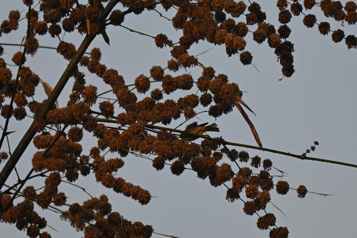 Tickell Çıvgını - ML647505156