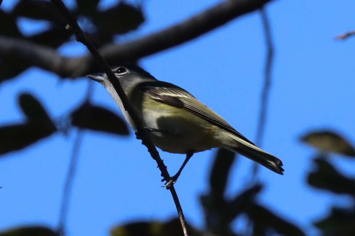 zelenáček brýlový - ML647505160