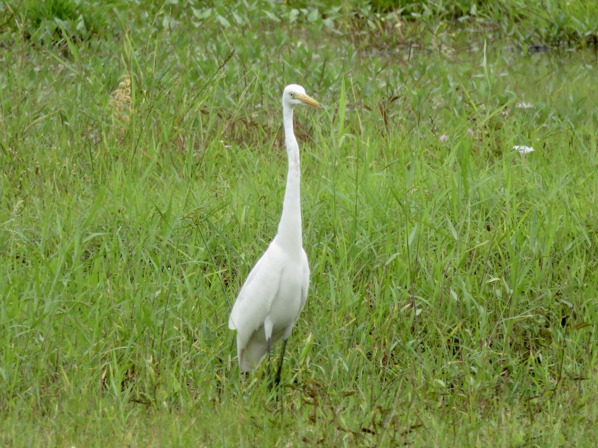 Medium Egret - ML647505162