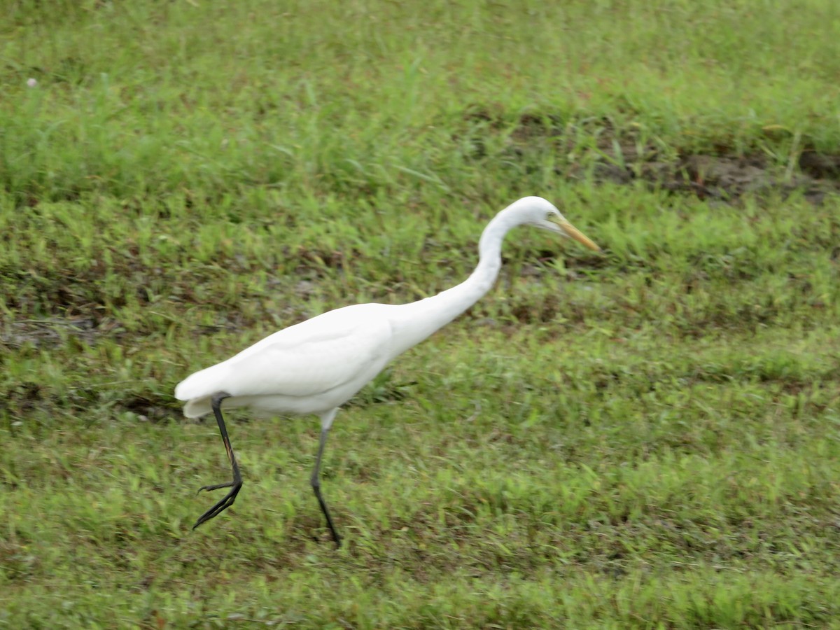 Medium Egret - ML647505178