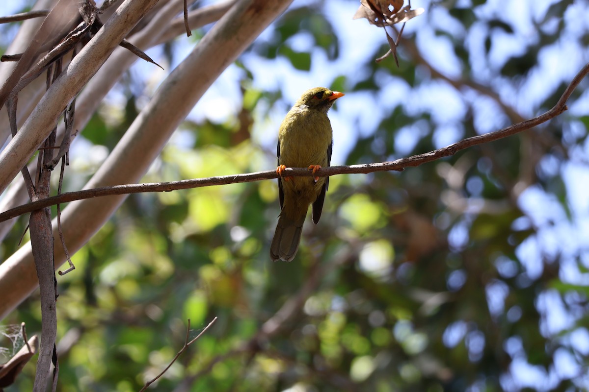 Glockenhonigfresser - ML647505179