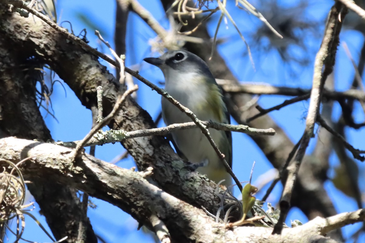 zelenáček brýlový - ML647505183