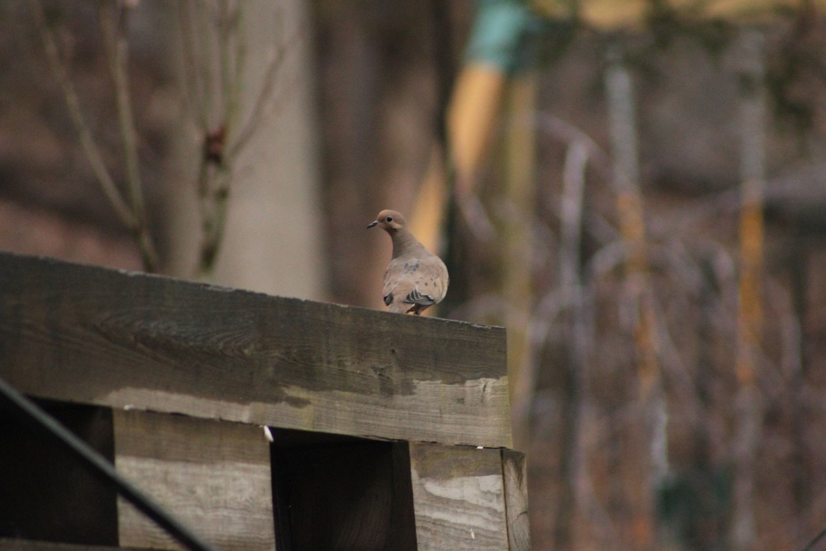 hrdlička karolínská - ML647505184
