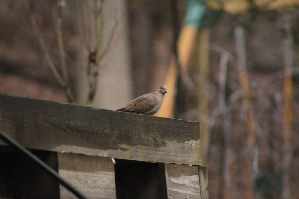 hrdlička karolínská - ML647505185