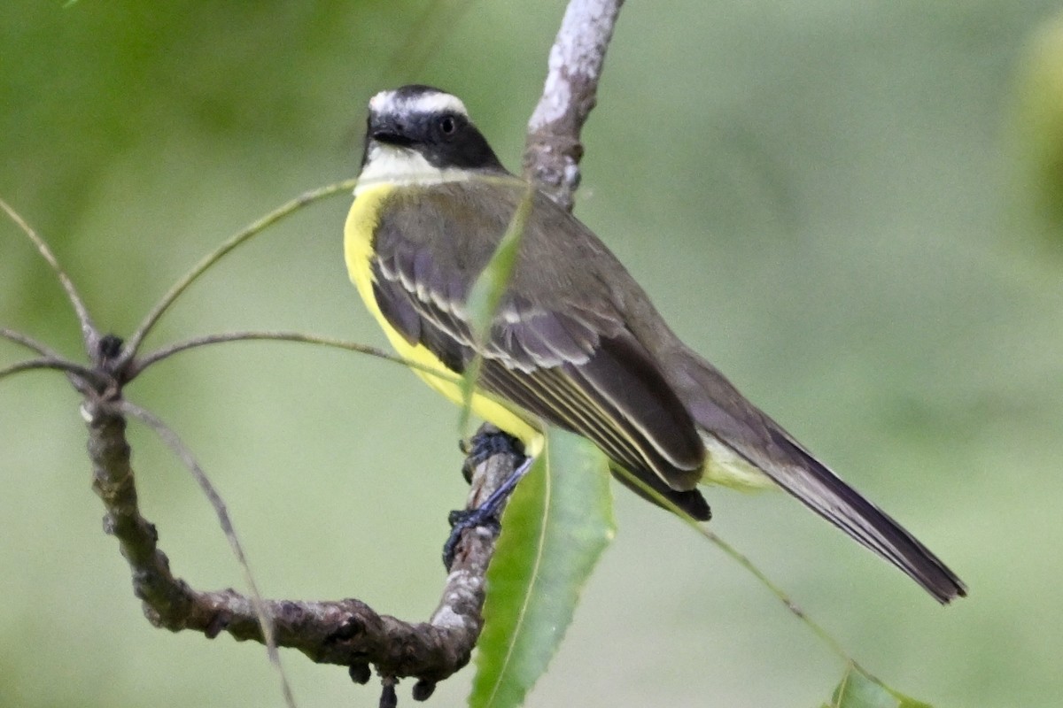 Красношапочный бентеви - ML647505193