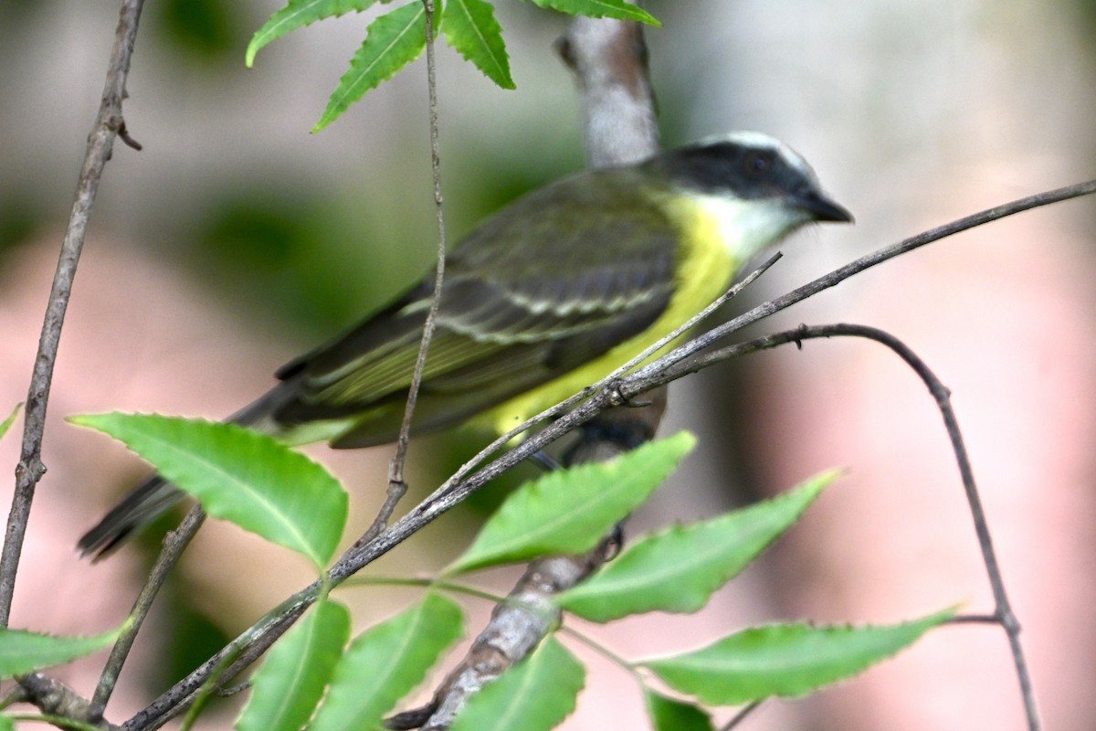 Красношапочный бентеви - ML647505194