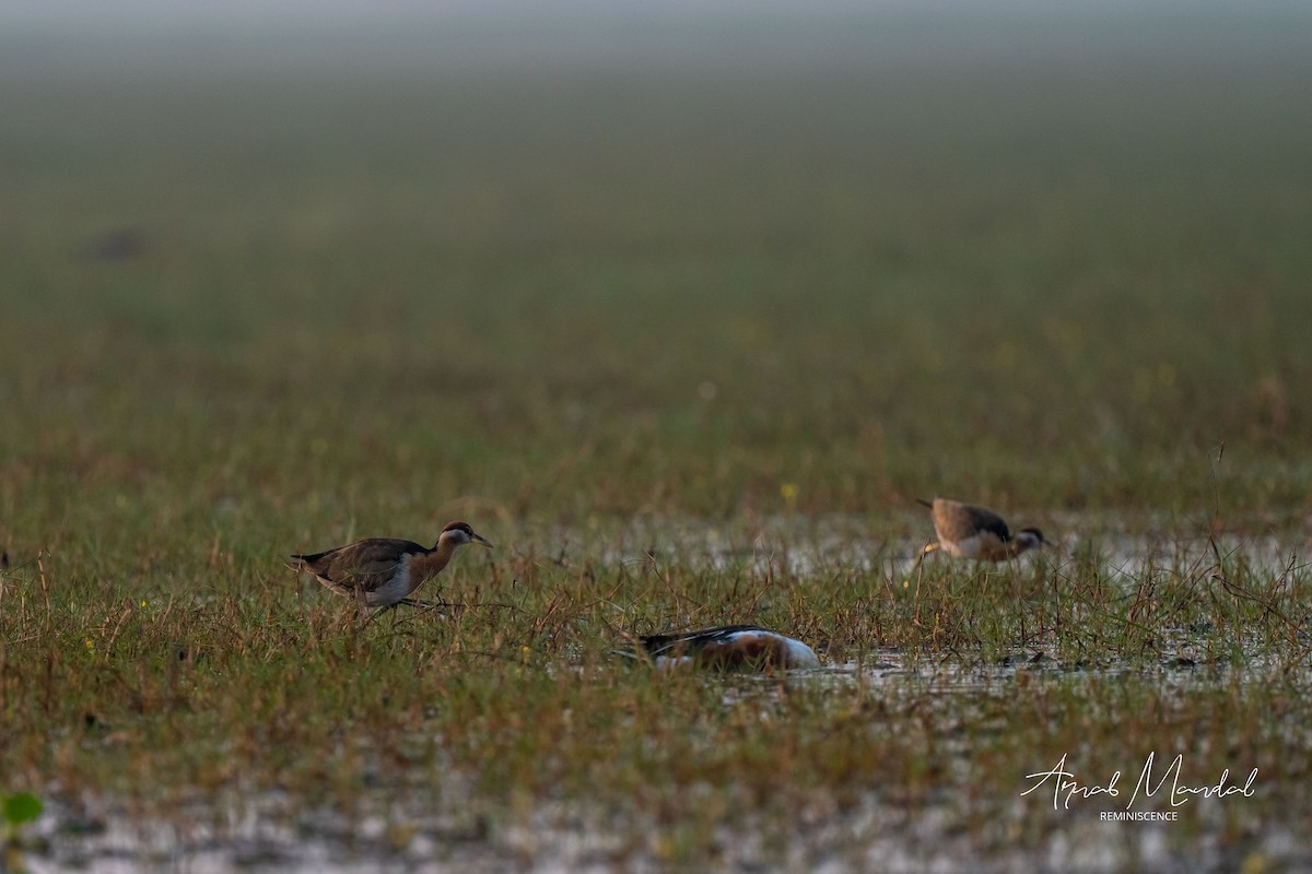 Jacana à longue queue - ML647505206