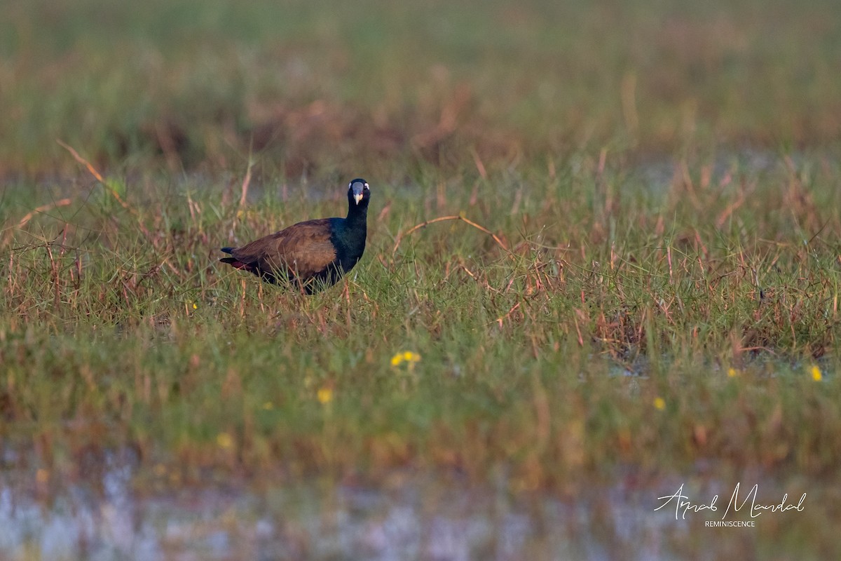 Бронзовокрылая якана - ML647505208