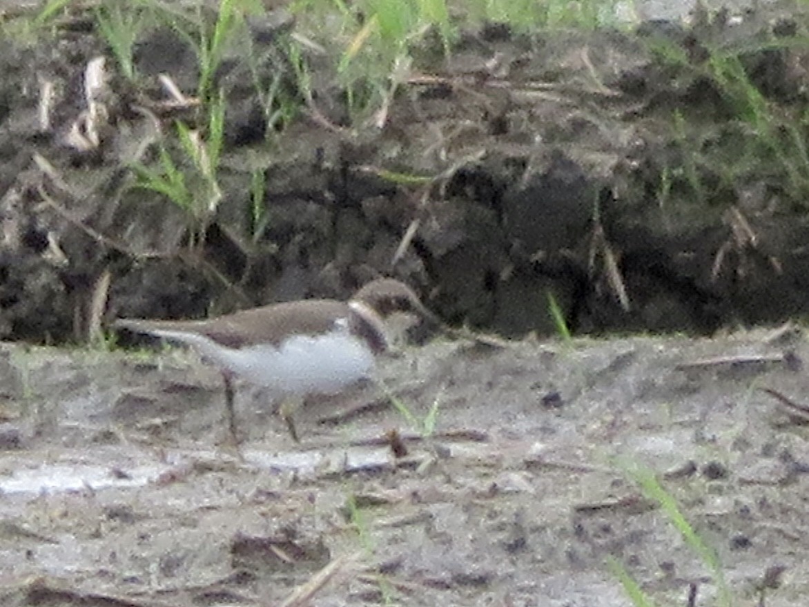 Little Ringed Plover - ML647505212