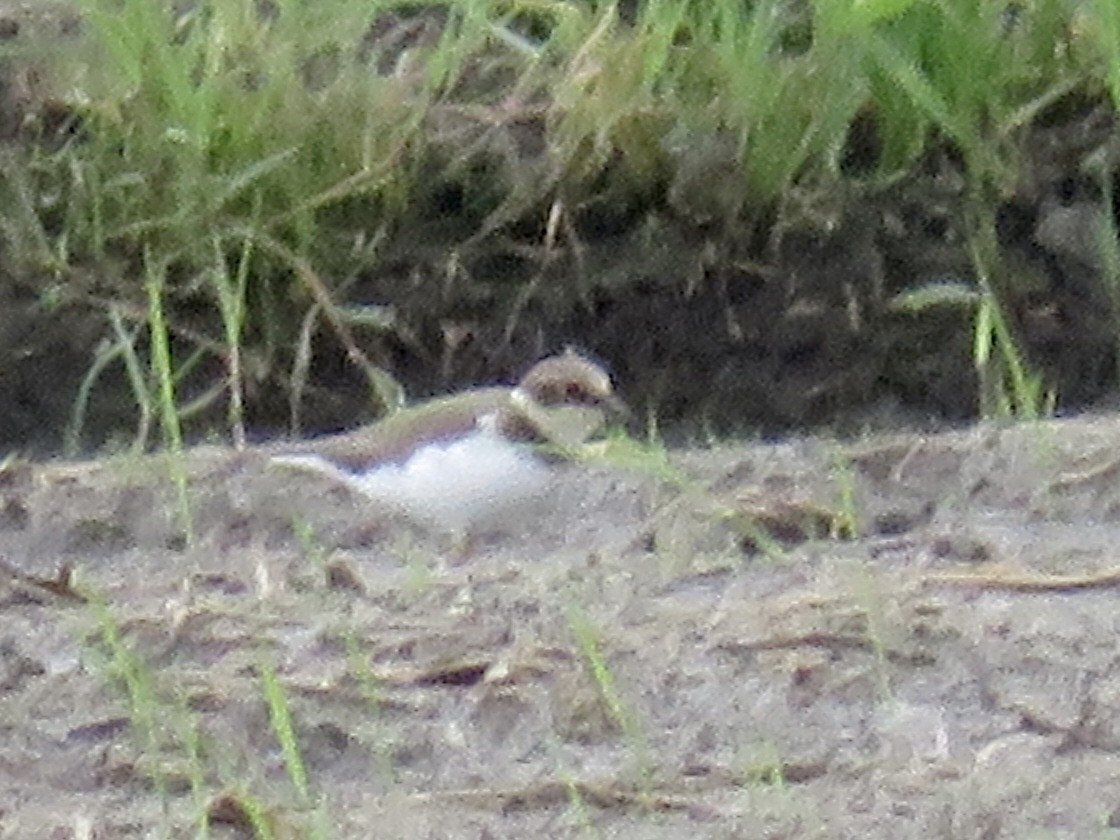 Little Ringed Plover - ML647505213