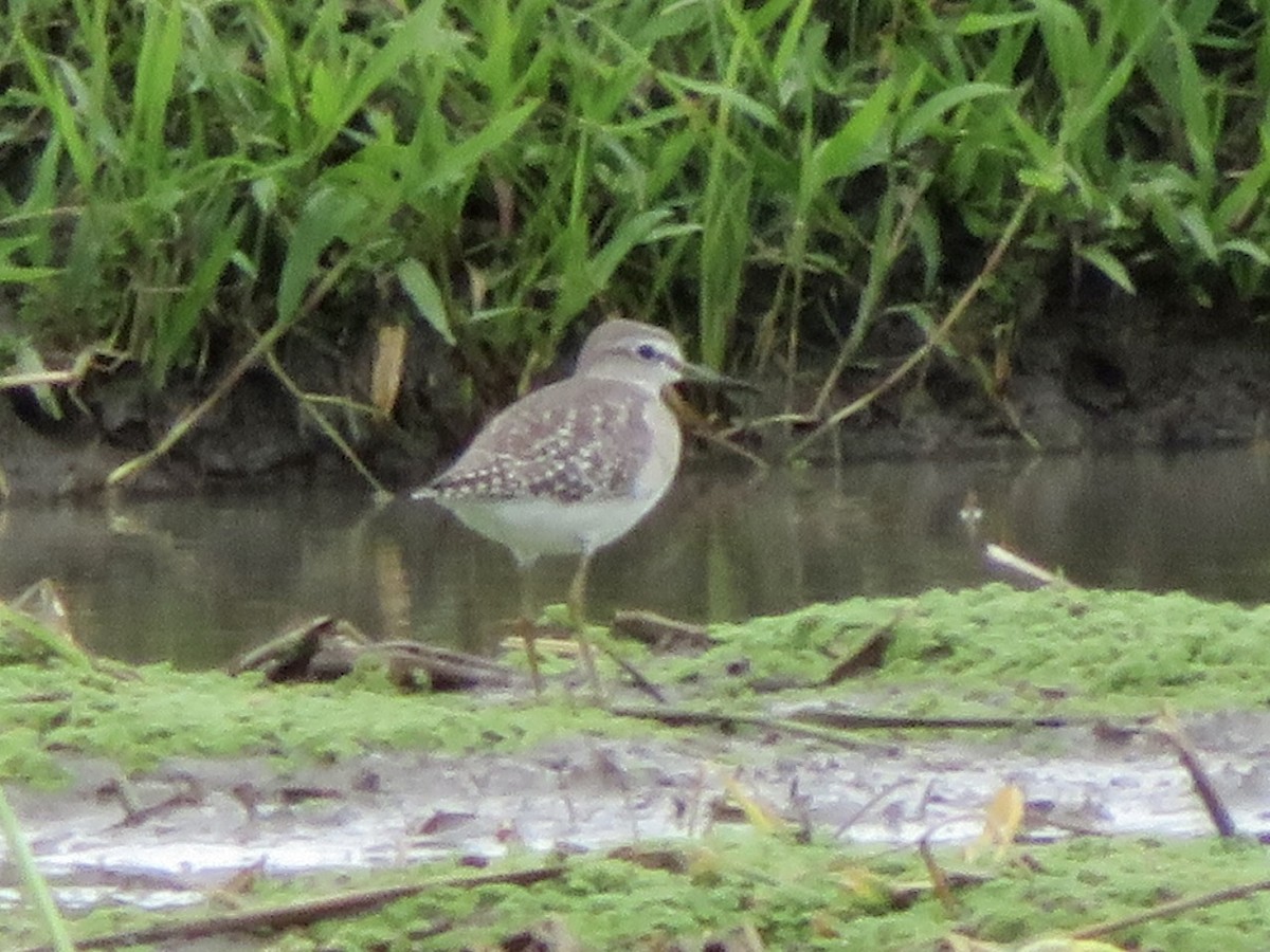 Wood Sandpiper - ML647505214