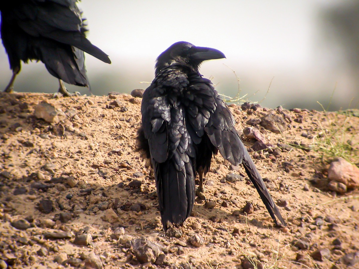 Common Raven - ML647505219