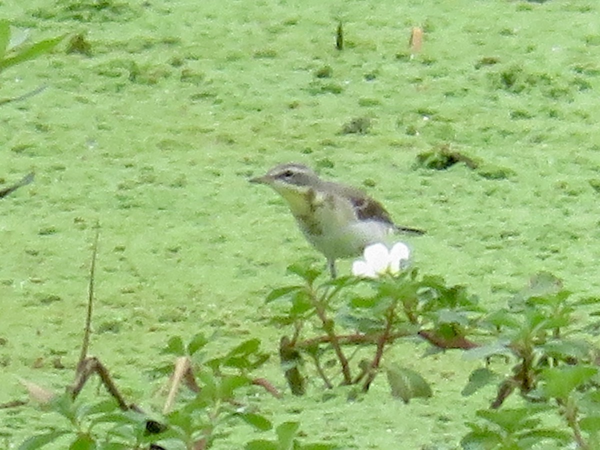 Eastern Yellow Wagtail - ML647505222
