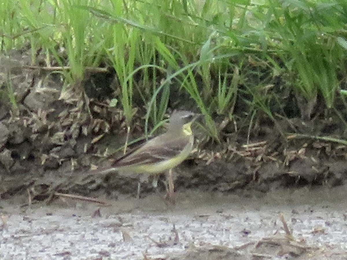 Eastern Yellow Wagtail - ML647505223