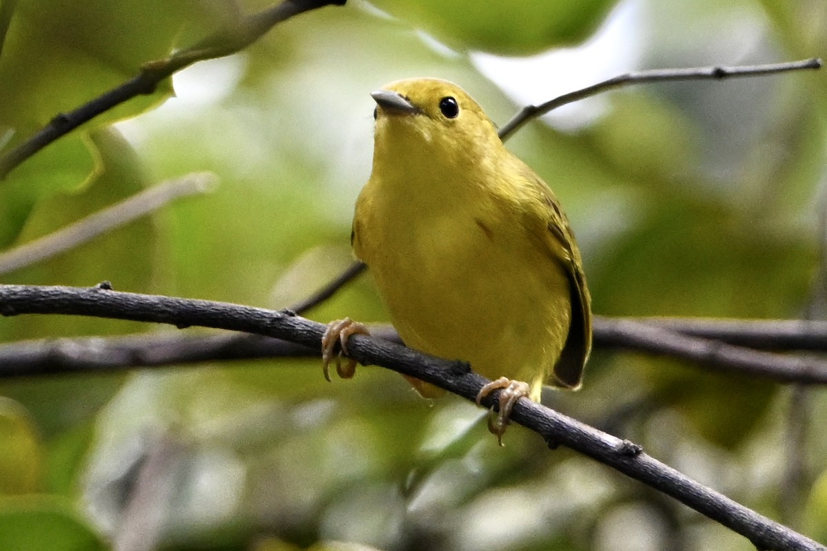 Northern Yellow Warbler - ML647505228