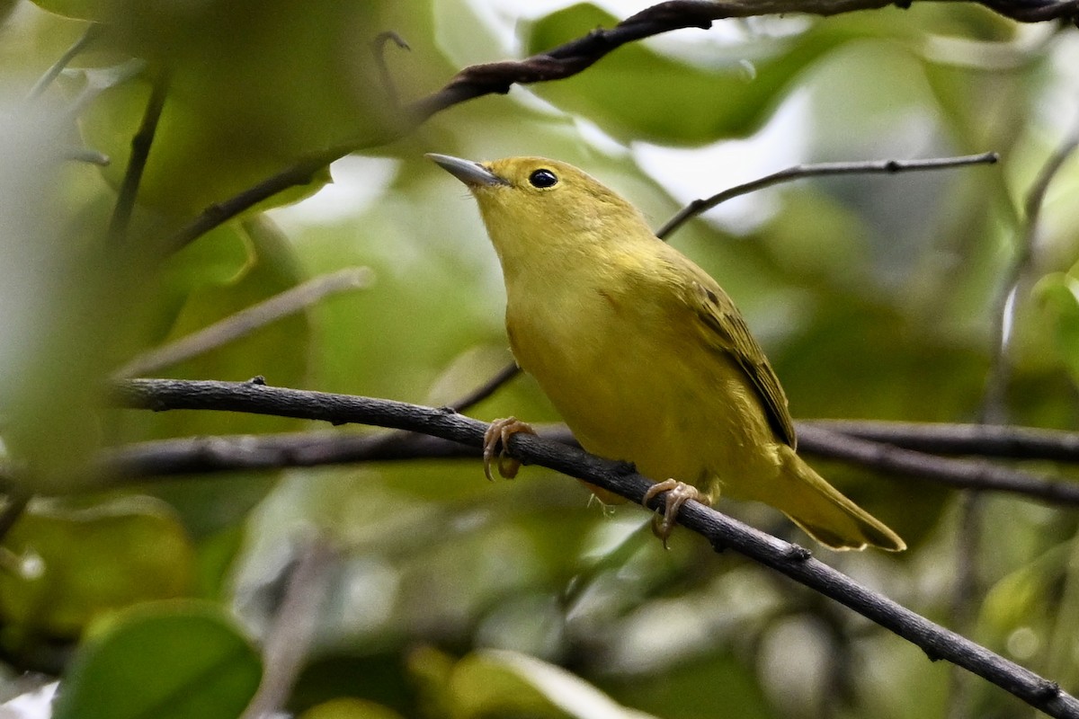 Northern Yellow Warbler - ML647505229