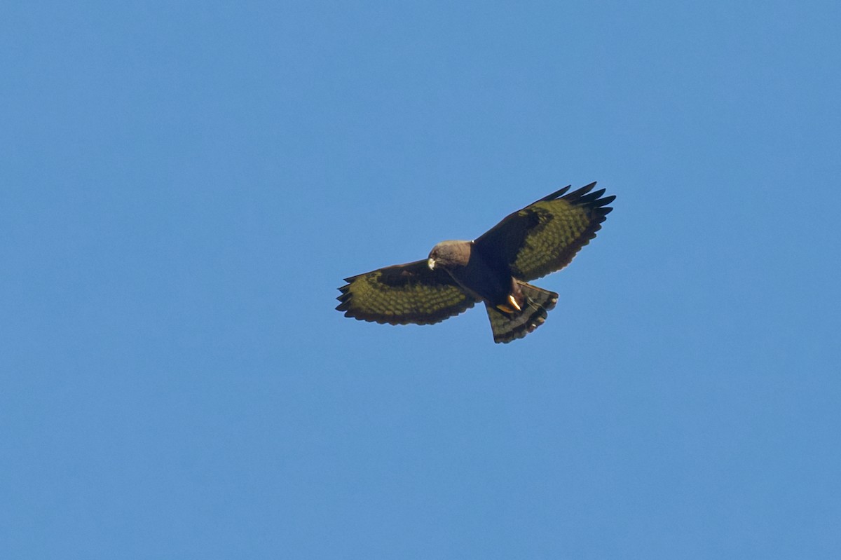 Short-tailed Hawk - ML647505232