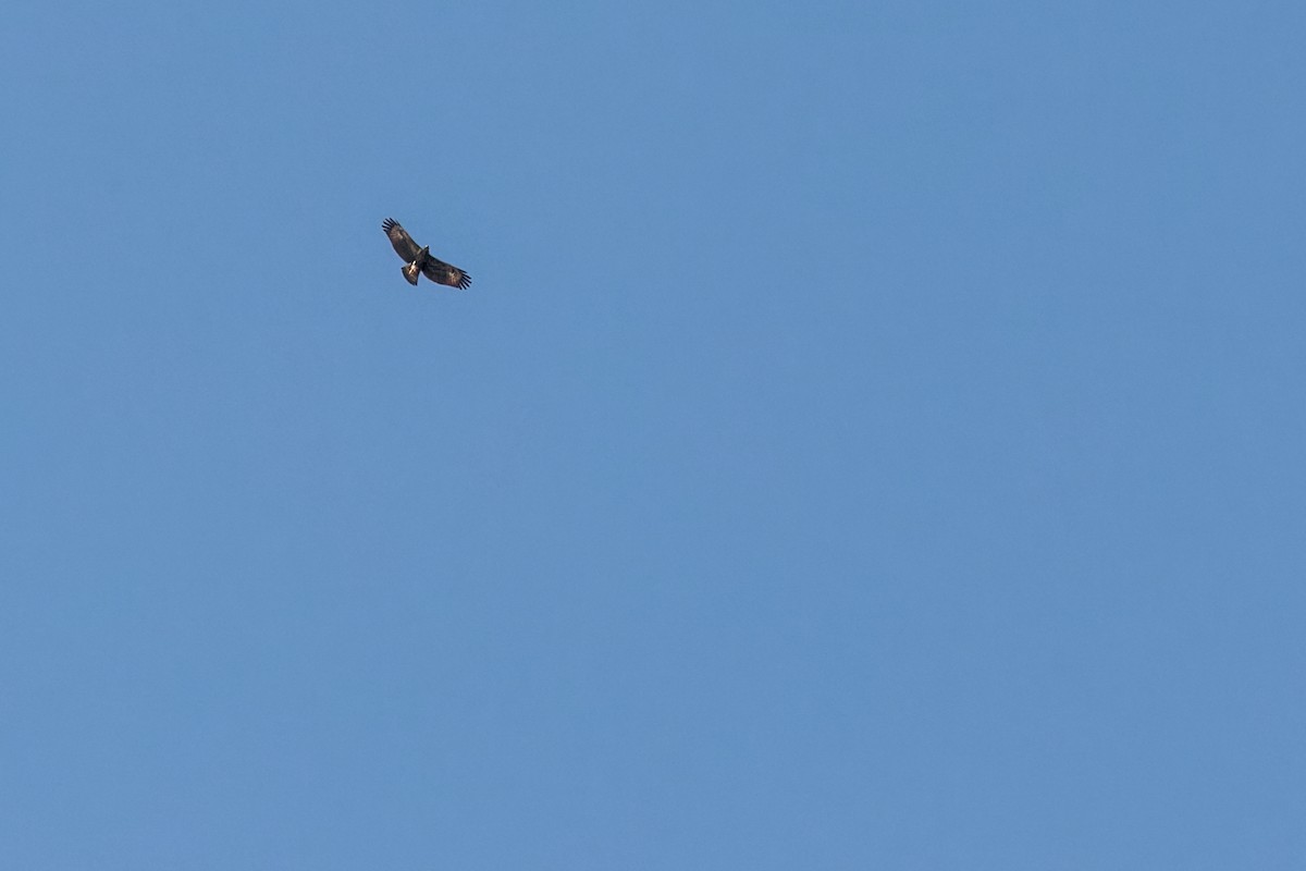 Great Black Hawk - ML647505233