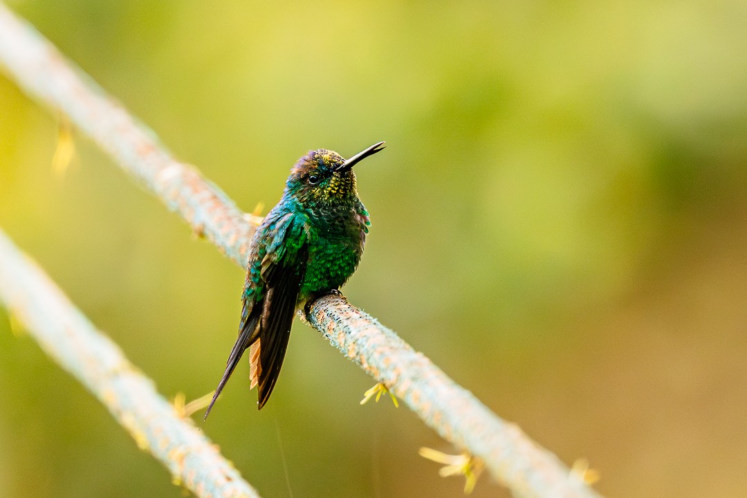 Blaukronennymphe - ML647505263