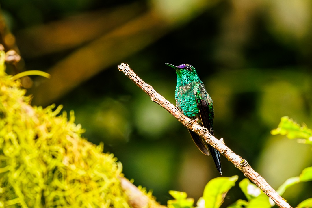 Blaukronennymphe - ML647505264