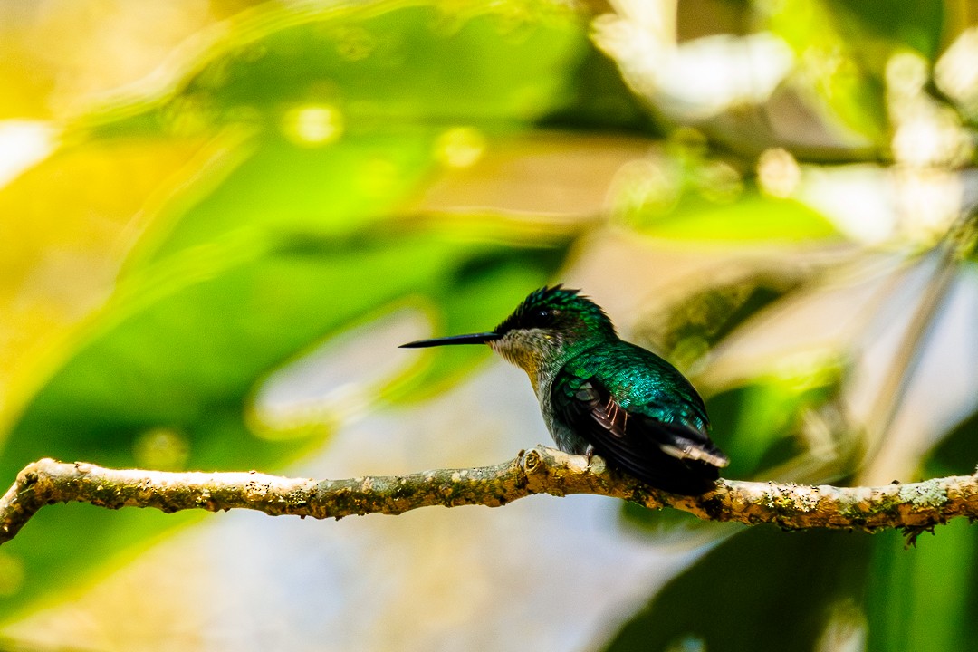 Blaukronennymphe - ML647505265